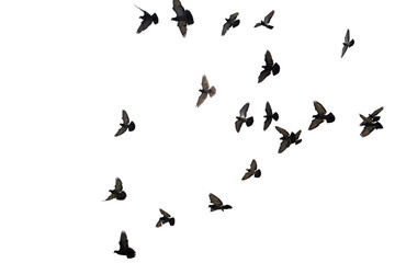 Flocks of flying pigeons isolated on white background. Clipping path.