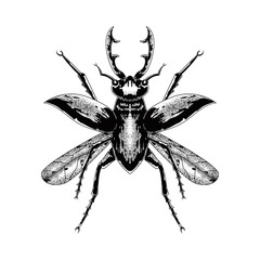 HAND DRAWN INSECT IN VINTAGE STYLE