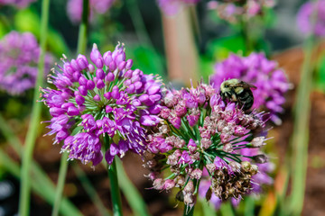 purple flowers in the garden