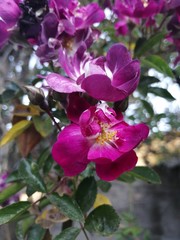 Obraz premium pink flowers in the garden