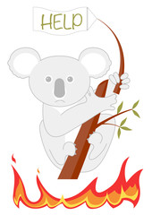 Koala face aux incendies