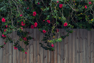 Bush of roses growing over the wooden fence