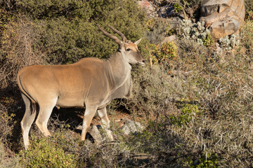 Eland (Taurotragus oryx) in typical karoo vegetation. Karoo, Western Cape, South Africa