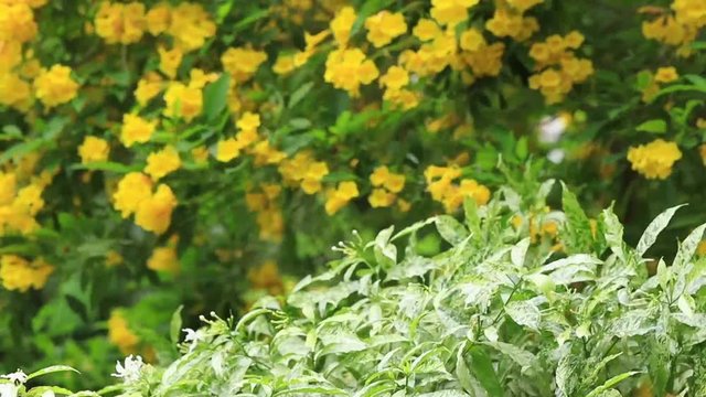Yellow flowers of tecoma stans on a bright sun in Thailand