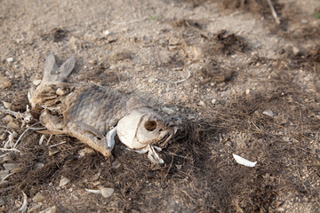 Warning of global warming : Impossible farming