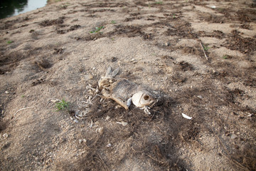 Warning of global warming : Impossible farming