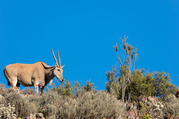 Eland (Taurotragus oryx) in typical karoo vegetation. Karoo, Western Cape, South Africa