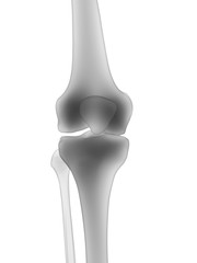 3d rendered medically accurate illustration of the human skeleton - the knee