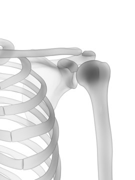 3d rendered medically accurate illustration of the human skeleton - the shoulder