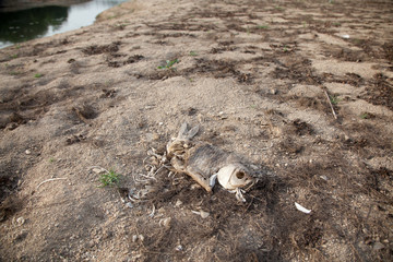 Warning of global warming : Impossible farming