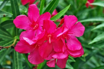 Close-up of oleander flowers after rain. Nerium Oleander Hardy Red. Red flowers close-up after rain...