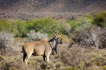 Naklejka na ściany i meble Eland (Taurotragus oryx) in typical karoo vegetation. Karoo, Western Cape, South Africa