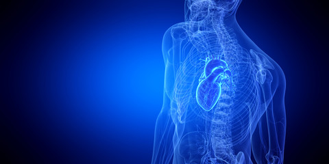 3d rendered medically accurate illustration of the human heart