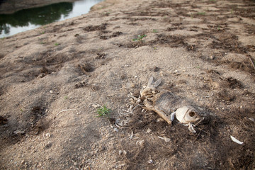 Warning of global warming : Impossible farming