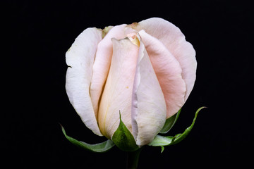 white rose on black