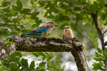 A demanding chick of Indian Roller