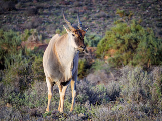 Eland (Taurotragus oryx) in typical karoo vegetation. Karoo, Western Cape, South Africa