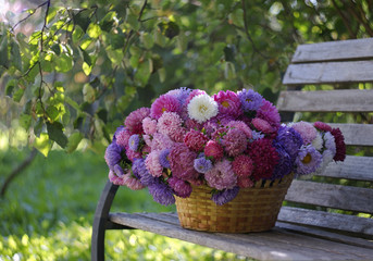 Large basket full of beautiful colorful china asters on a bench under the branches of trees in a summer garden - obrazy, fototapety, plakaty