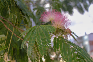 Pink fluffy flower on a green leaf consisting of several sheets