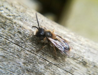 Small sallow mining bee, Andrena praecox, male