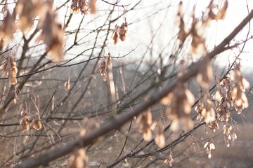 branch of a tree in winter