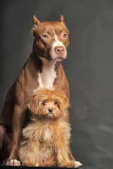 Pitbull Terrier and St. Petersburg Orchid on a dark background