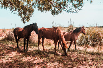 Caballos 6