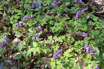  Primrose Lungwort blooms in the forest in mid spring