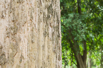 Teak tree in the forest with blurred background