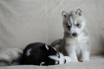 Husky puppies, two months old