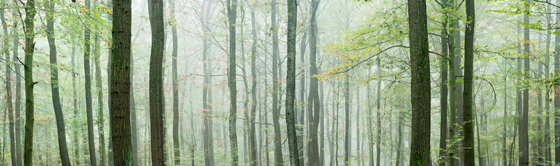 Panoramic Background of Foggy Beech Forest in Autumn - obrazy, fototapety, plakaty