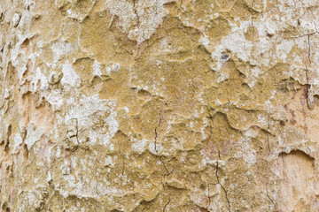 tree bark texture