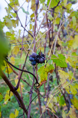 Vine grapes left over the Langhe vineyards, after the fall harvest