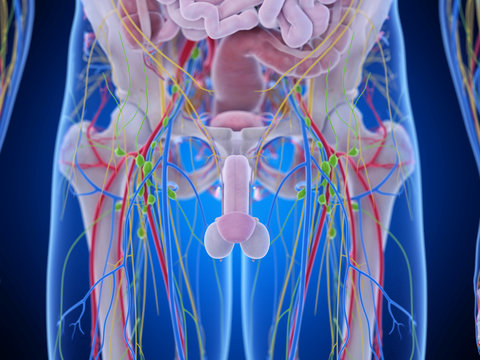 3d rendered medically accurate illustration of the pelvic anatomy