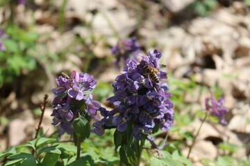  Corydalis primroses bloomed in the spring forest. Lilac flowers are beautiful on a sunny day.