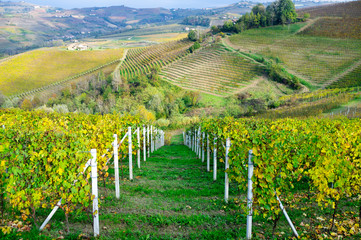 Langhe vineyards panorama, near the village of Serralunga d'Alba (Cuneo Province, Piedmont, Italy) UNESCO Site.