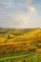 Obraz premium Langhe vineyards panorama, near the village of Serralunga d'Alba (Cuneo Province, Piedmont, Italy) UNESCO Site.