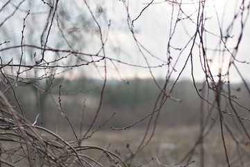 Fototapeta na wymiar sunset on branches in winter
