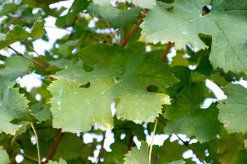 Vineyard leaves in fall season. Closeup.