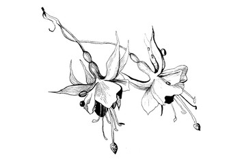 Hand-drawn ink illustration of a fuchsia flower on a white isolated background - obrazy, fototapety, plakaty