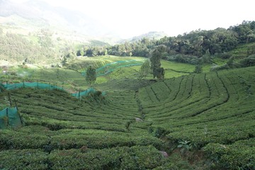 Tea garden with view point 