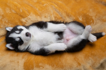 Husky puppies, two months old