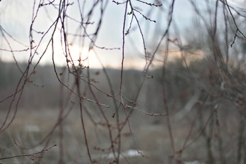 sunset  on branches in winter