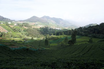Fototapeta na wymiar Tea garden with view point 