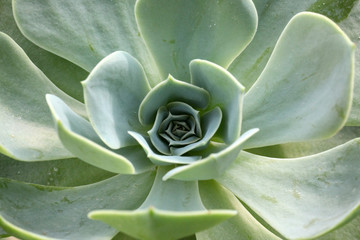 Grüne Echeveria Sukkulenten Rosette von oben im Detail