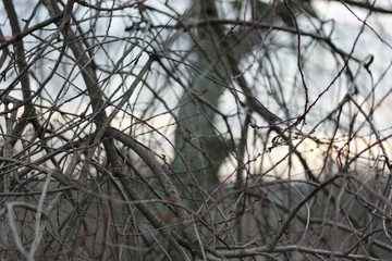 Obraz premium sunset light on branches in winter