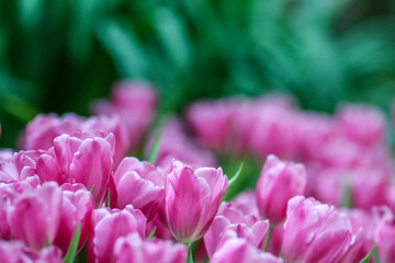 Beautiful tulip flowers with blured background in the garden. Pink tulip flowers.