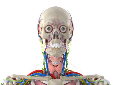 3d rendered medically accurate illustration of the head anatomy