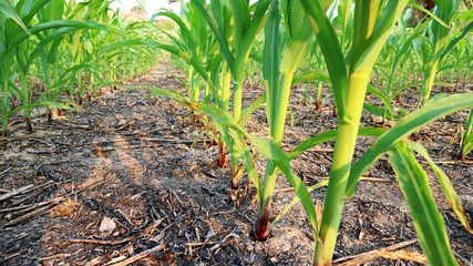 Green corn grown on the field, 7 weeks old