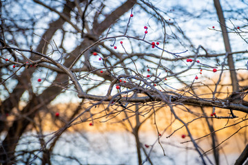 Arbre de Central Park
